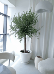 Big Olive 1.5 to 2m Rolled Rim Pot 58x43Greensouq Special شجرة زيتون - Greensouq - 