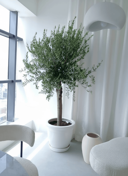 Big Olive 1.5 to 2m Rolled Rim Pot 58x43Greensouq Special شجرة زيتون - Greensouq - 