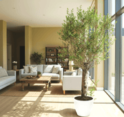 Big Olive 1.5 to 2m Rolled Rim Pot Greensouq Special شجرة زيتون - Greensouq - 