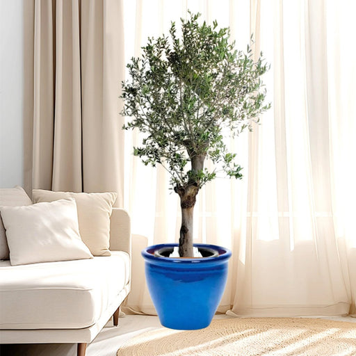 Big Olive 1.5 to 2m Rolled Rim Pot Greensouq Special شجرة زيتون( - Greensouq - 