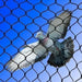 Bird Net "Heavy Duty Bird Netting Black" Ideal for Pond Safety & Fruit Cage - Greensouq - 