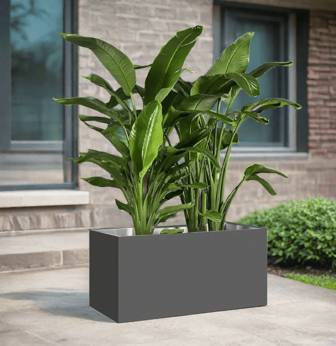 Bird of Paradise Pair Indoor in Fiber Glass Pot (GRP) (90 - 30 - 30cm) - Greensouq - 