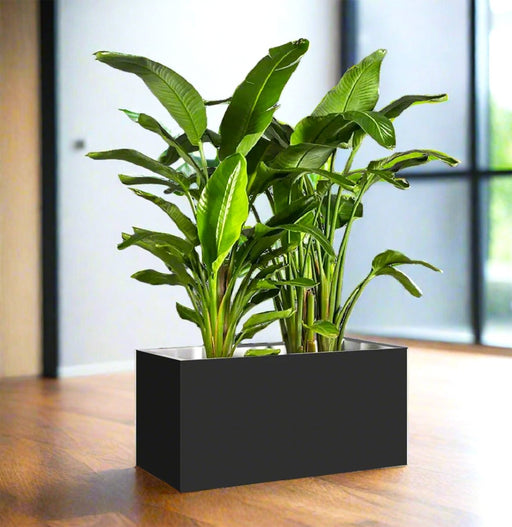 Bird of Paradise Pair Indoor in Fiber Glass Pot (GRP) (90 - 30 - 30cm) - Greensouq - 
