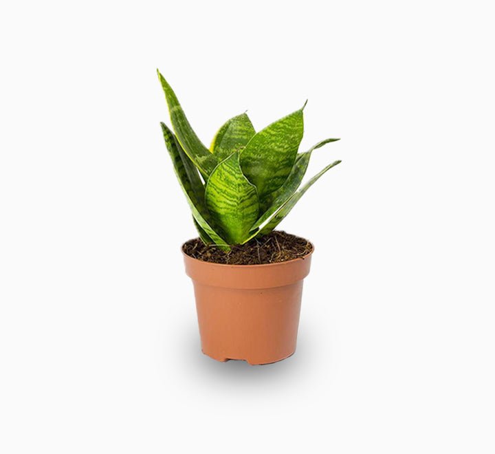 Birds Nest Snake - Greensouq - 