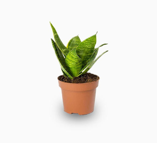 Birds Nest Snake - Greensouq - 