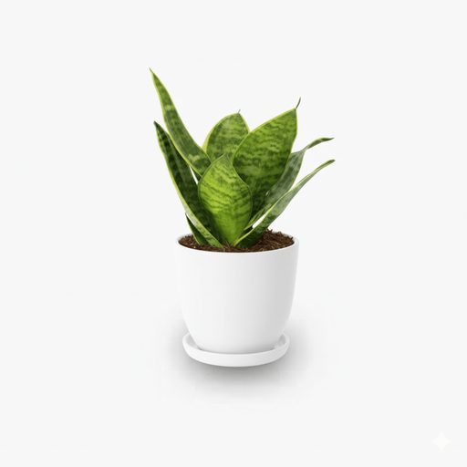 Birds Nest Snake - Greensouq - 