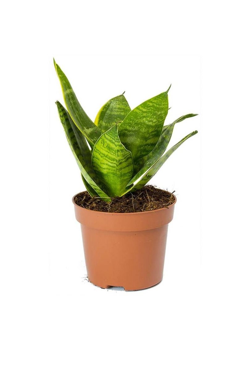 Birds Nest Snake - Greensouq - 
