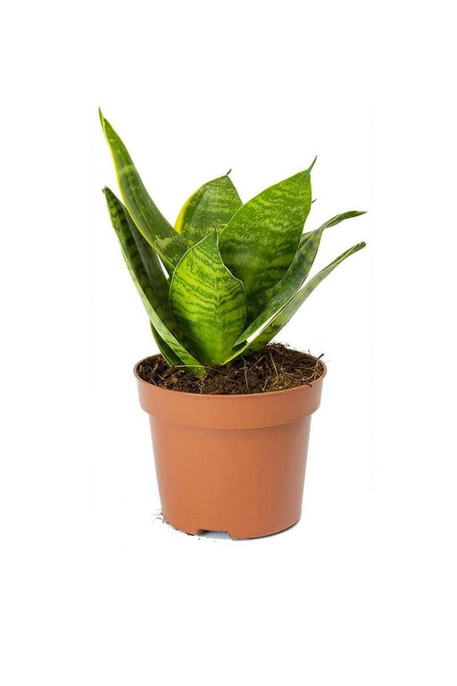 Birds Nest Snake - Greensouq - 