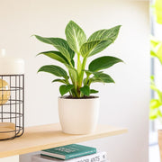 Birkin White Wave Philodendron 25 - 30cm - Greensouq - 