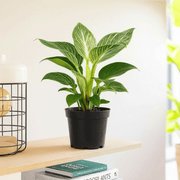 Birkin White Wave Philodendron 25 - 30cm - Greensouq - 