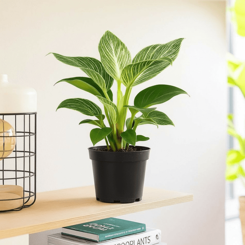 Birkin White Wave Philodendron 25 - 30cm - Greensouq - 