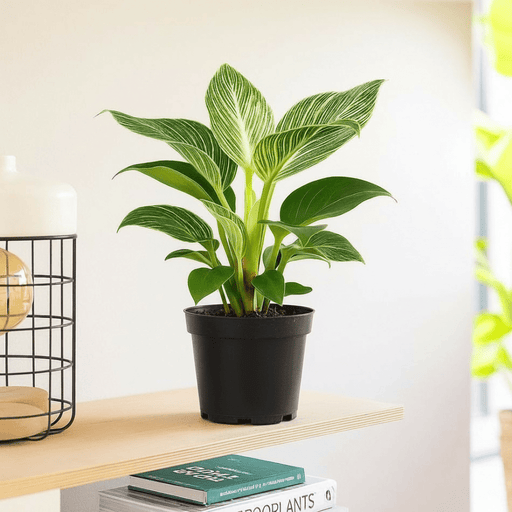 Birkin White Wave Philodendron 25 - 30cm - Greensouq - 