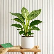 Birkin White Wave Philodendron 25 - 30cm - Greensouq - 