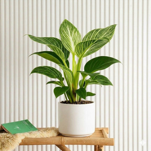 Birkin White Wave Philodendron 25 - 30cm - Greensouq - 