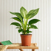 Birkin White Wave Philodendron 25 - 30cm - Greensouq - 