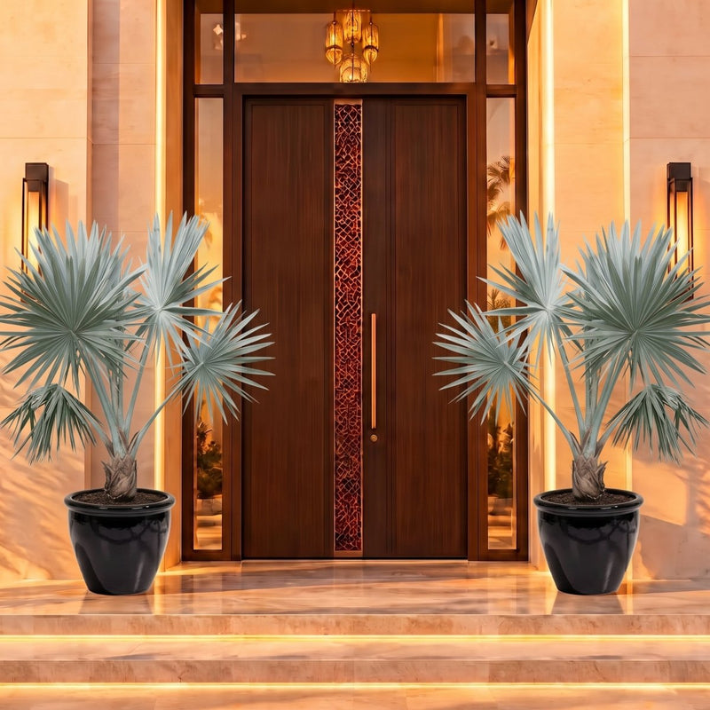 Bismarck Palm - Bismarckia Nobilis In Fancy Rolled Rim Pot | UAE's Best Tropical Palm! - Greensouq - outdoor