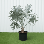 Bismarck Palm - Bismarckia Nobilis | UAE's Best Tropical Palm! - Greensouq - 