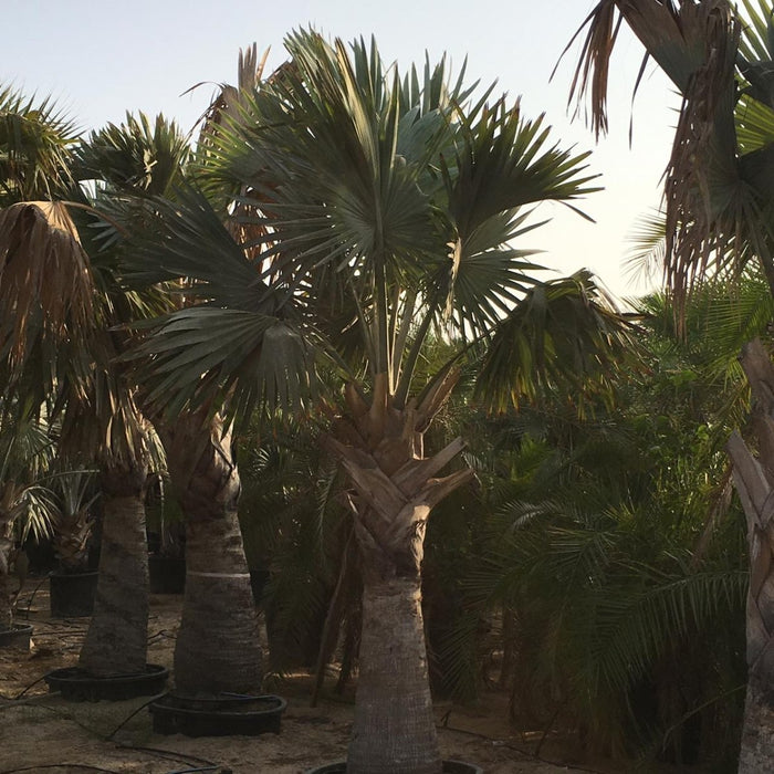 Bismarckia Nobilis "Bismark Palm" بسمارك النخيل - Greensouq - 