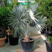 Bismarckia Nobilis "Bismark Palm" بسمارك النخيل - Greensouq - 