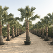 Bismarckia Nobilis "Bismark Palm" بسمارك النخيل - Greensouq - 