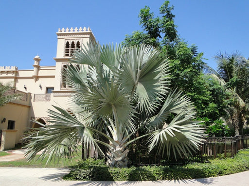 Bismarckia Nobilis "Bismark Palm" بسمارك النخيل - Greensouq - 