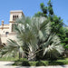 Bismarckia Nobilis "Bismark Palm" بسمارك النخيل - Greensouq - 