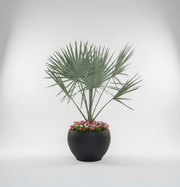 Bismarckia Nobilis "Bismark Palm" بسمارك النخيل in Fancy Fiber Pot 1.8 - 2.0m - Greensouq - 