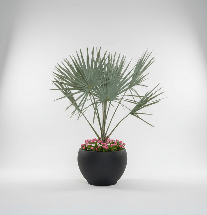 Bismarckia Nobilis "Bismark Palm" بسمارك النخيل in Fancy Fiber Pot 1.8 - 2.0m - Greensouq - 