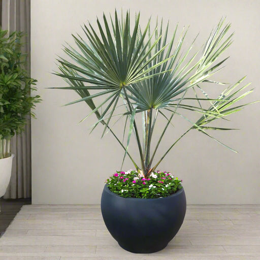 Bismarckia Nobilis "Bismark Palm" بسمارك النخيل in Fancy Fiber Pot 1.8 - 2.0m - Greensouq - 