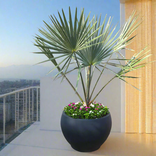 Bismarckia Nobilis "Bismark Palm" بسمارك النخيل in Fancy Fiber Pot 1.8 - 2.0m - Greensouq - 