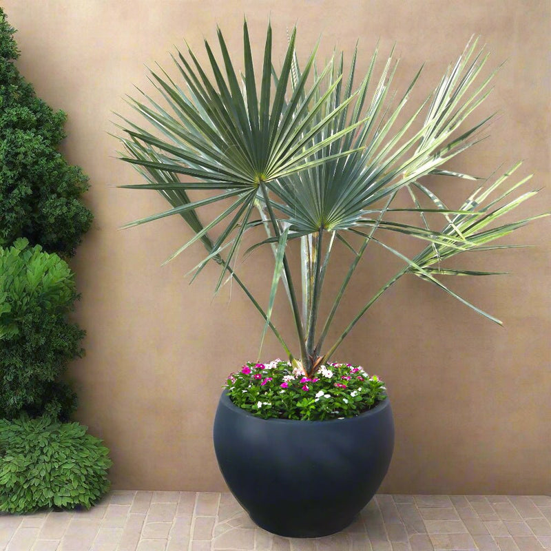 Bismarckia Nobilis "Bismark Palm" بسمارك النخيل in Fancy Fiber Pot 1.8 - 2.0m - Greensouq - 