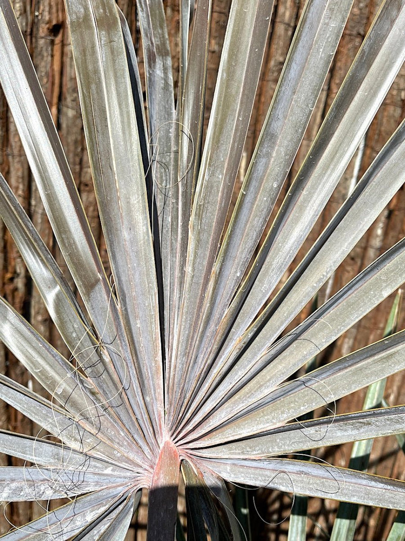 Bismarckia Red Petioles 1.0 - 1.2m - Greensouq - 