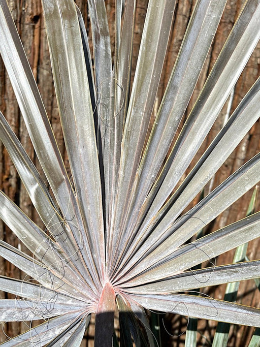 Bismarckia Red Petioles 1.0 - 1.2m - Greensouq - 