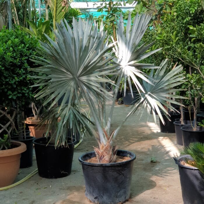 bismarkia