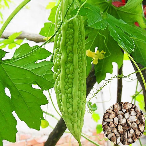 Bitter Gourd Plant | Bitter melon | Momordica charantia | Vegetable Plant 10 - 15 cm - Greensouq - 