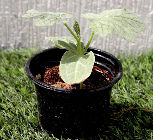 Bitter Gourd Plant | Bitter melon | Momordica charantia | Vegetable Plant 10 - 15 cm - Greensouq - 
