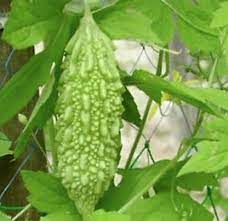 Bitter melon Agrimax Seeds - Greensouq - 