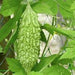 Bitter melon Agrimax Seeds - Greensouq - 