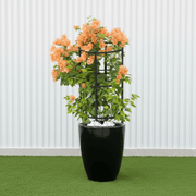 Black Ceramic Bougainvillea Pot - Modern Home Decor - Greensouq -