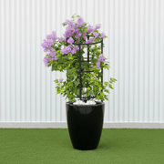 Black Ceramic Bougainvillea Pot - Modern Home Decor - Greensouq -