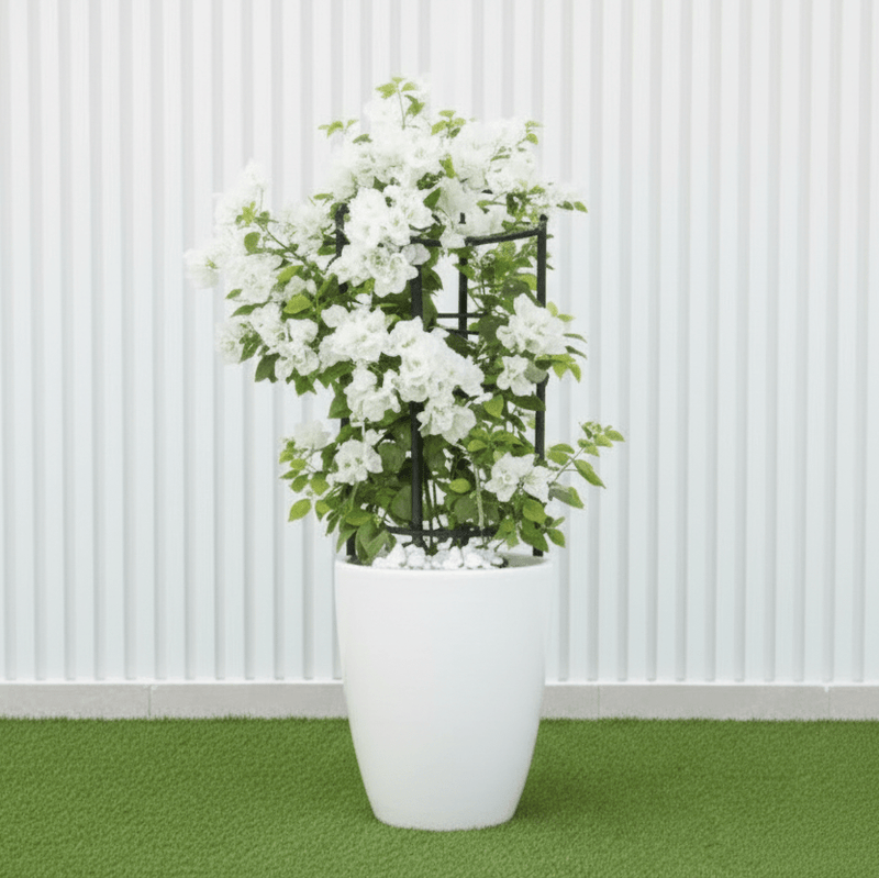 Black Ceramic Bougainvillea Pot - Modern Home Decor - Greensouq -