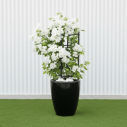 Black Ceramic Bougainvillea Pot - Modern Home Decor - Greensouq -