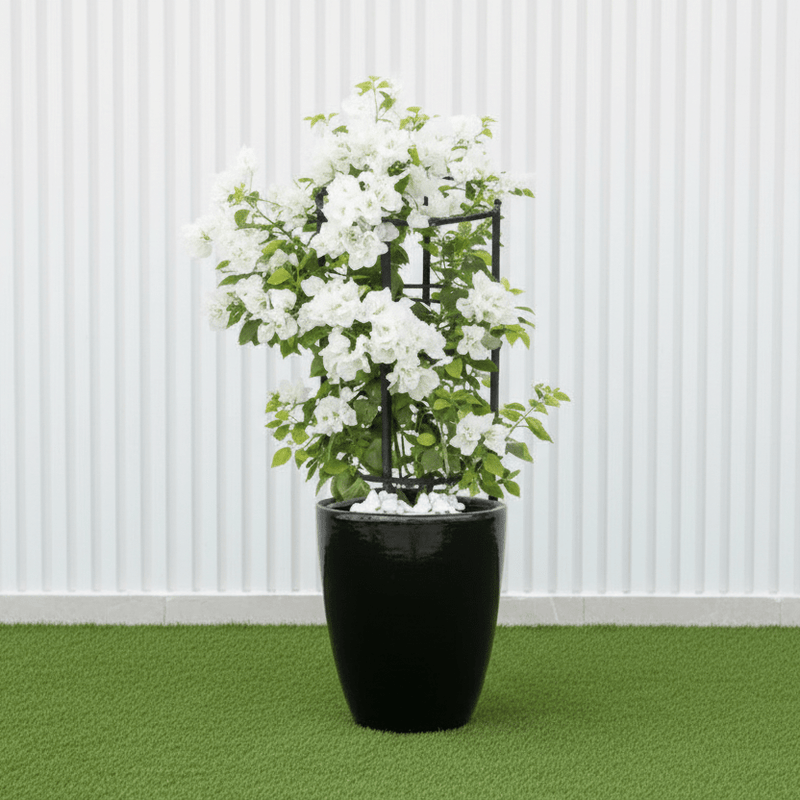 Black Ceramic Bougainvillea Pot - Modern Home Decor - Greensouq -