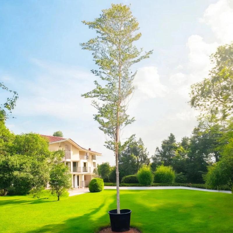 Black Olive Tree - Bucida Buceras | UAE’s Timeless Greens! - Greensouq - 