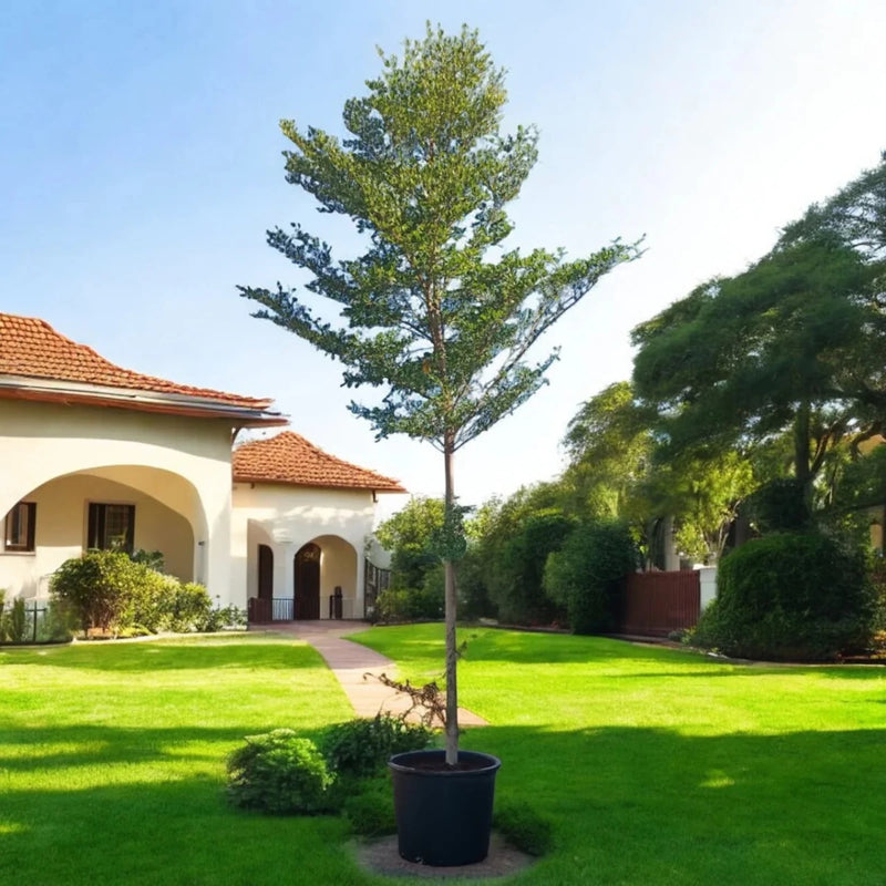 Black Olive Tree - Bucida Buceras | UAE’s Timeless Greens! - Greensouq - 