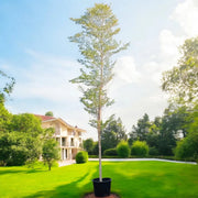 Black Olive Tree - Bucida Buceras | UAE’s Timeless Greens! - Greensouq - 