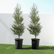 Black Olive Tree - Bucida Buceras | UAE’s Timeless Greens! - Greensouq - 