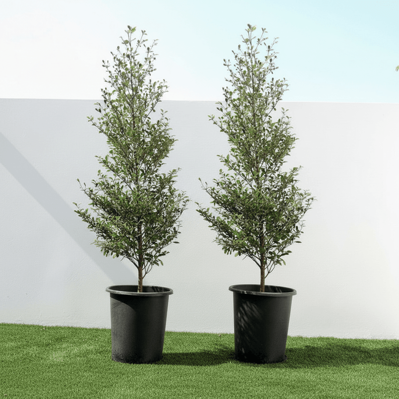 Black Olive Tree - Bucida Buceras | UAE’s Timeless Greens! - Greensouq - 