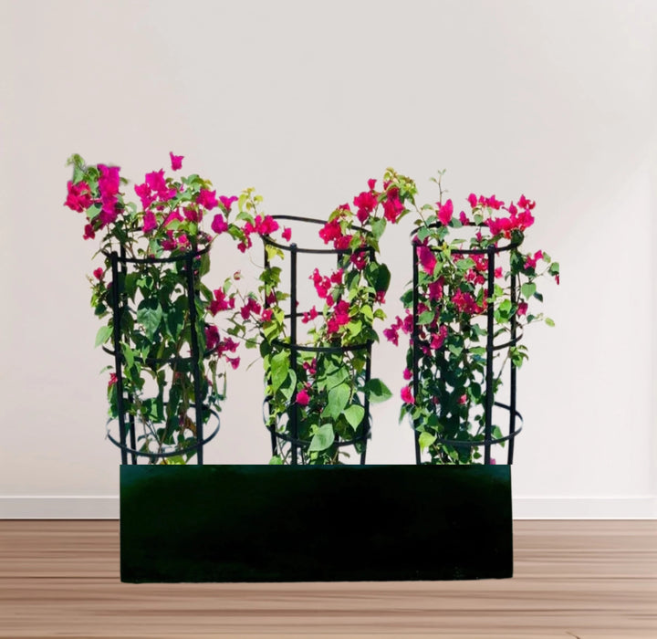 3 Bougainvillea Spectabilis  80 - 100cm in Grp Planter (100-30-30cm)