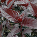 Black varnish Tricolor "Pseuderanthemum" - Greensouq - 